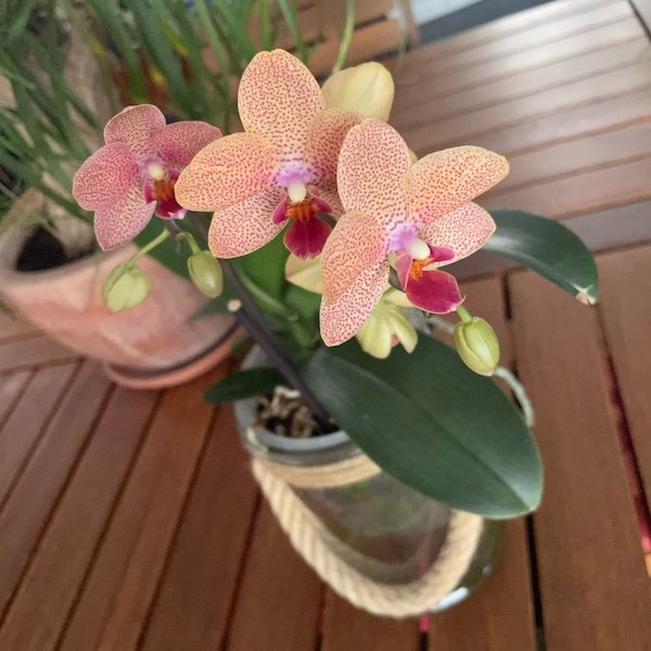 phalaenopsis